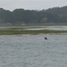Seal Swimming off the Starbord Bow by 30pics4jackiesdiamond