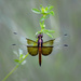 Good morning dragonfly! by fayefaye