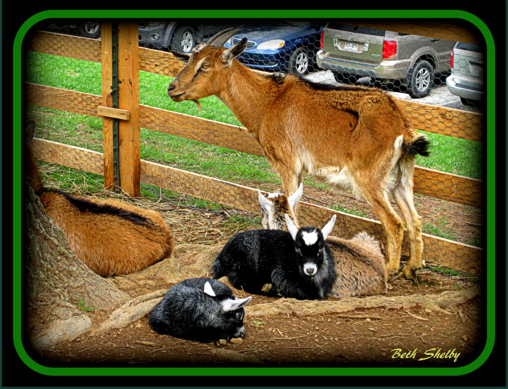 Goat Family 2 by vernabeth