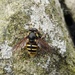30 Days Wild - Day 25 - Bog Hoverfly by roachling
