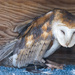 Sleepy  Owl by cdonohoue
