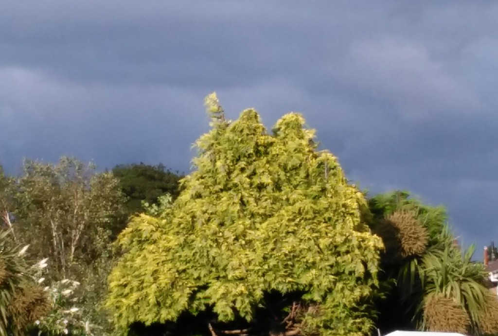 Sunny Tree/Dark Cloud by jmdspeedy