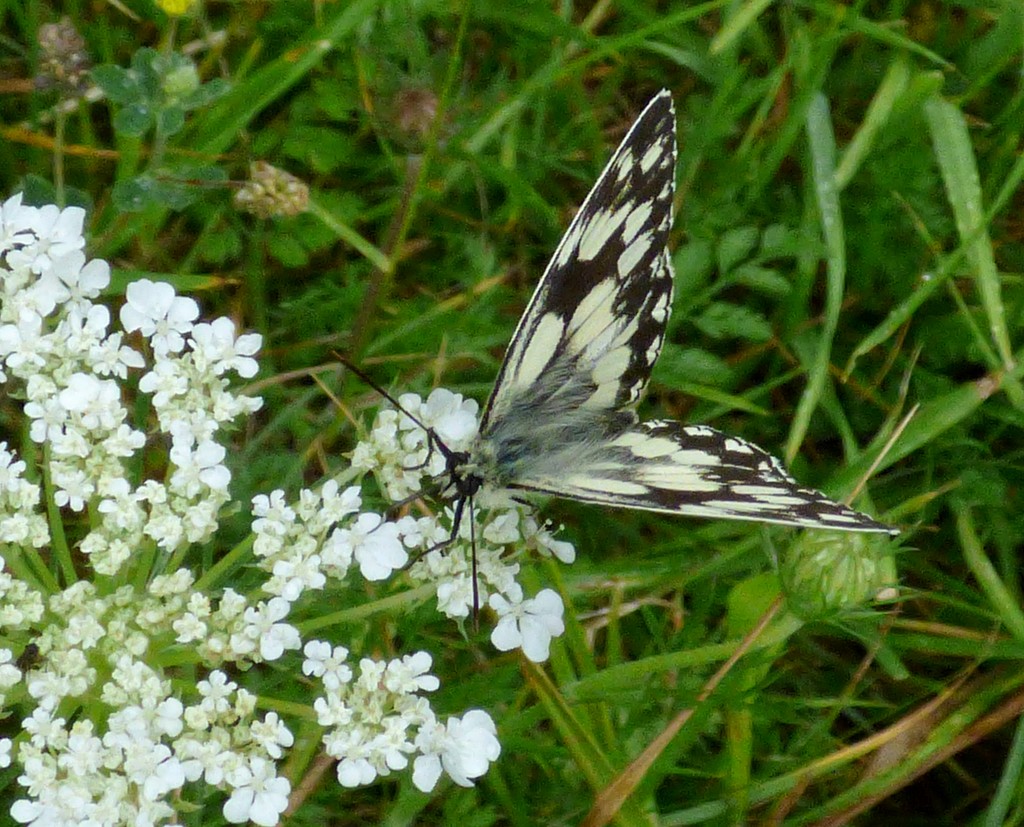 Marbled White  by julienne1