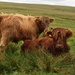 cows - in the pennines by ianmetcalfe