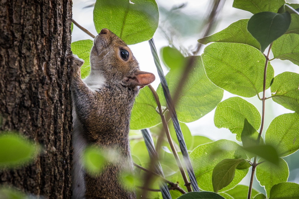 Climbing Squirrel w backlit leaves by jbritt