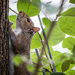 Climbing Squirrel w backlit leaves by jbritt