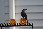 21st Jun 2017 - 0621_1779 A catbird looking for more oranges