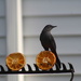 0621_1779 A catbird looking for more oranges by pennyrae