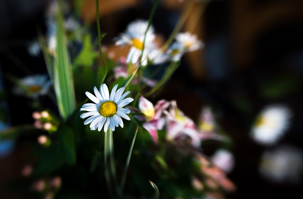 Mrs S's Kitchen Table Wild Flowers - Lensbaby Style... by vignouse