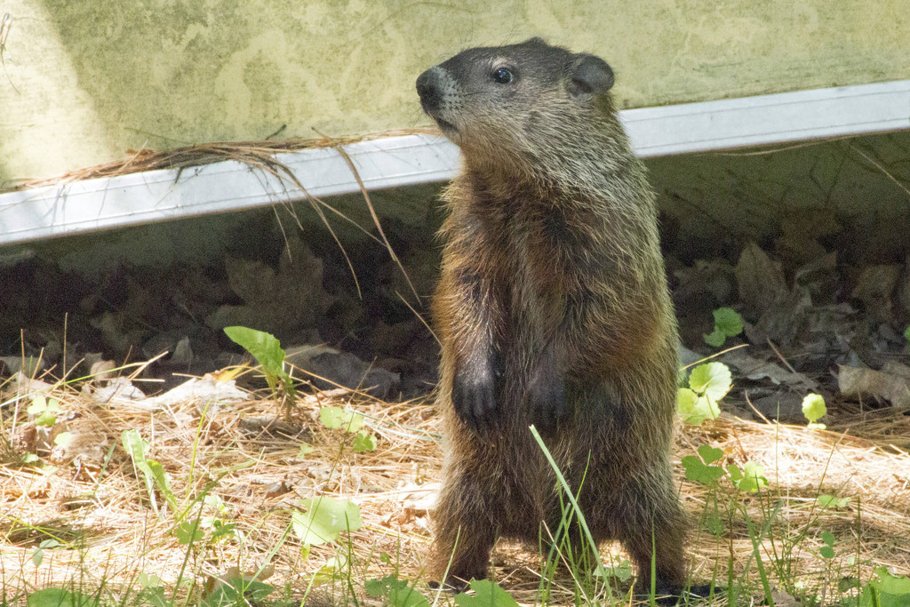 Groundhog by gaylewood