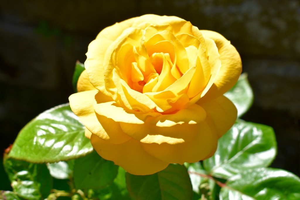 Yellow Rose by gillian1912