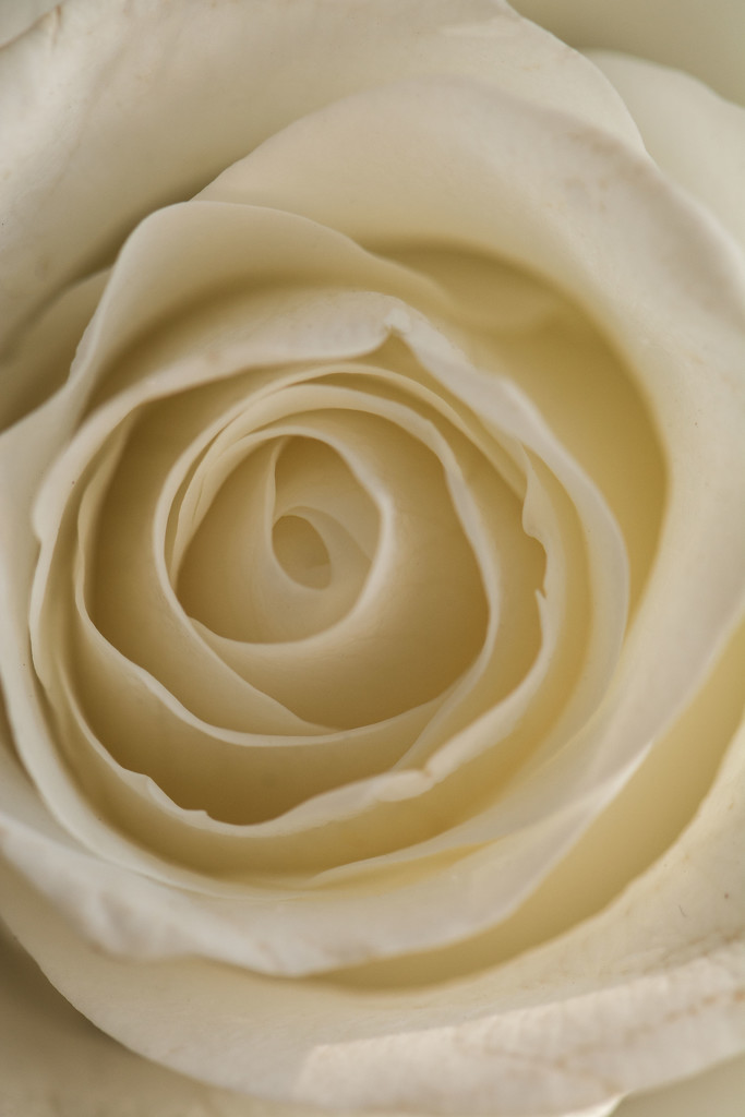 White rose by rumpelstiltskin