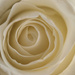 White rose by rumpelstiltskin
