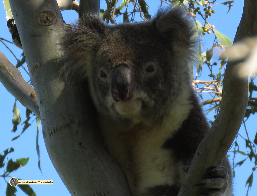 always searching by koalagardens