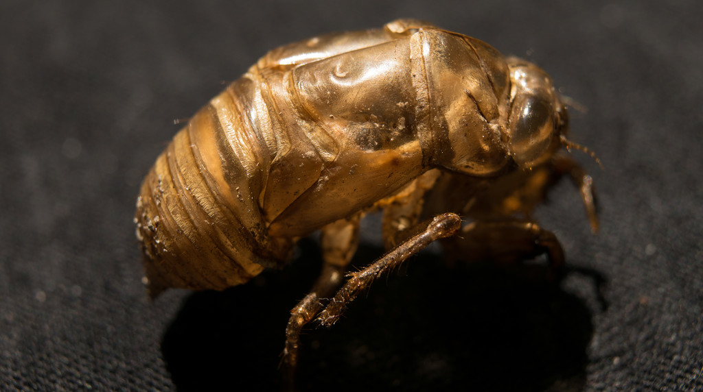 Cicada Skeleton! by rickster549