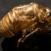 Cicada Skeleton! by rickster549