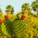 (Day 132) - Prickly Pears by cjphoto