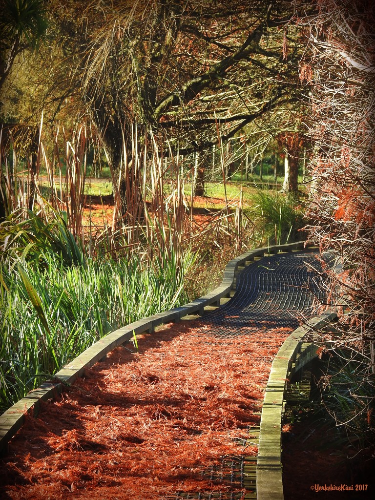 Red Carpet by yorkshirekiwi