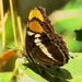 Butterfly Shadow by joysfocus