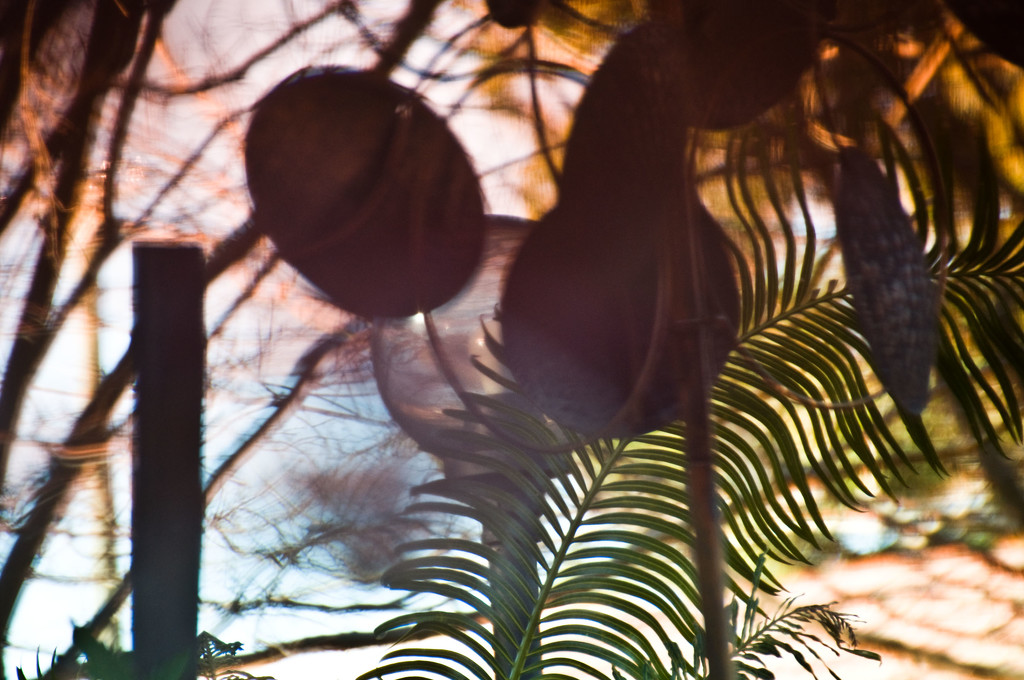 circles and fronds by annied