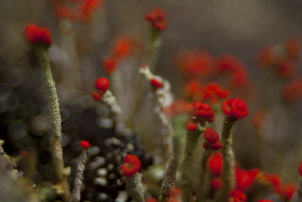 matchstick lichen by kali66