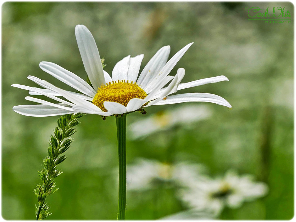 Daisy And Grass Seed by carolmw