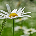 Daisy And Grass Seed by carolmw