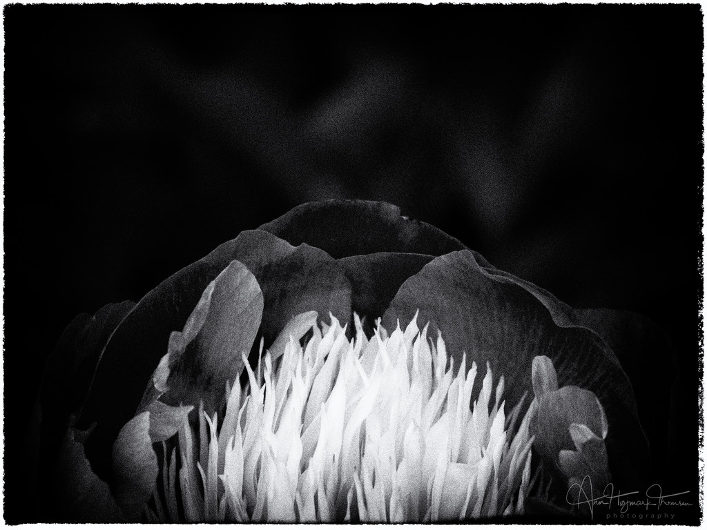 Peony in black and white by atchoo
