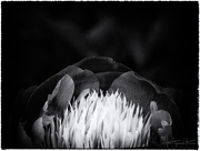 25th Jun 2017 - Peony in black and white