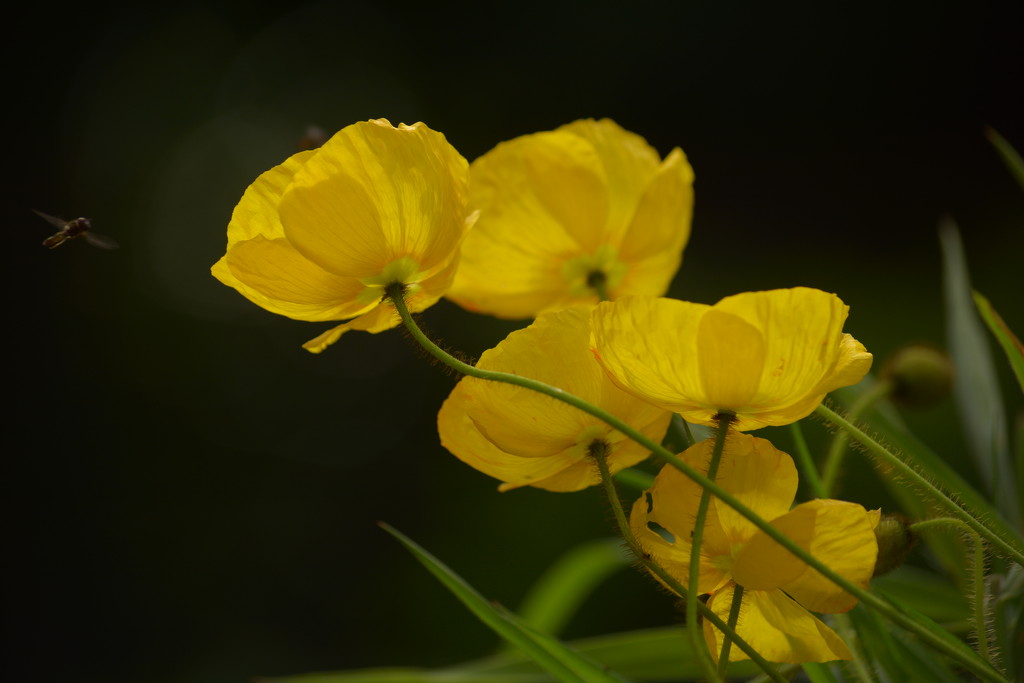 Yellow poppies.....Oh! and hoverfly...... by ziggy77