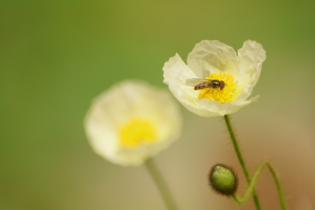 White poppy and hoverfly.... by ziggy77