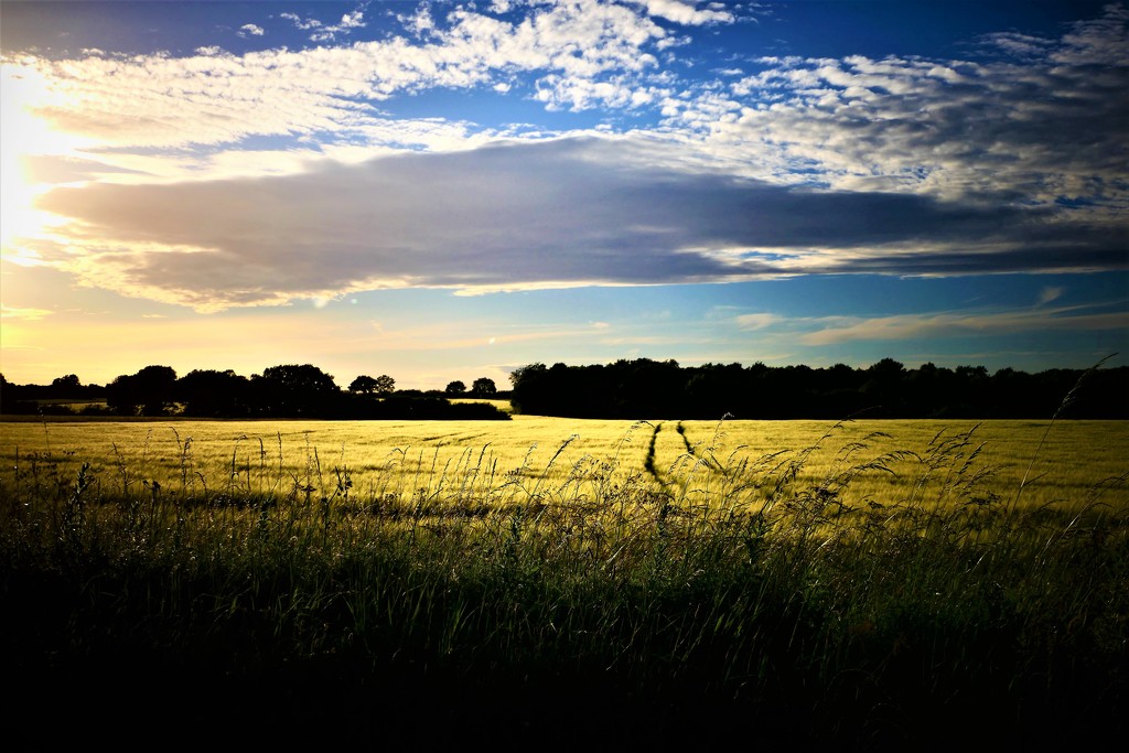 Evening Wheat by carole_sandford