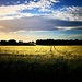 Evening Wheat by carole_sandford