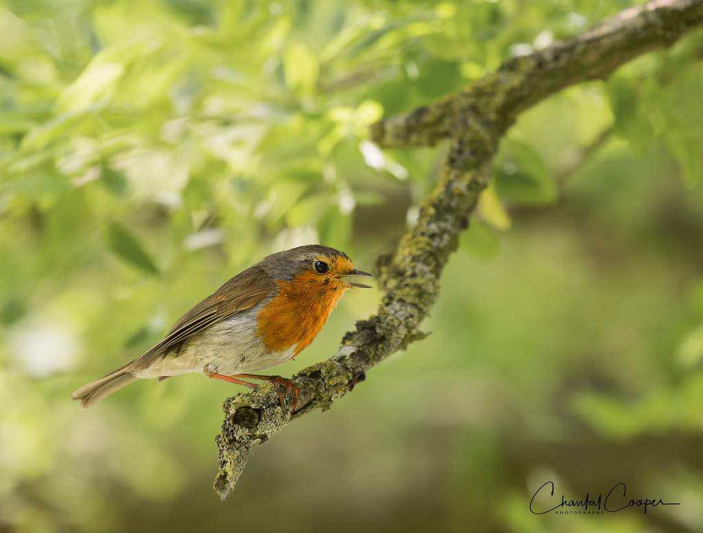 Chirpy Robin.... by shepherdmanswife