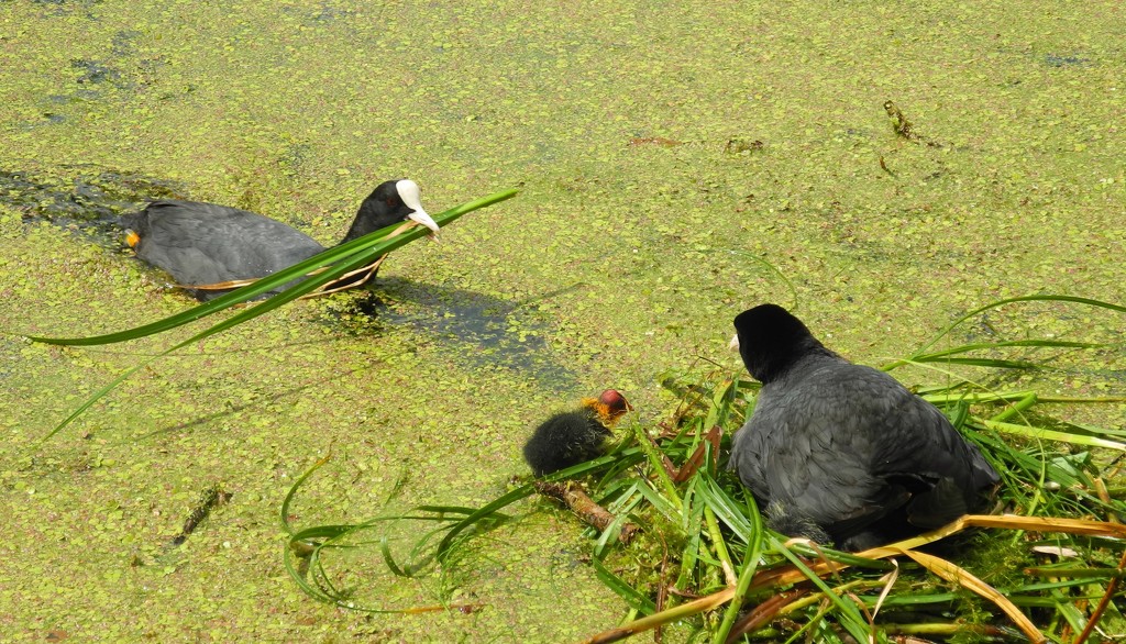DSCN2752 coots with young by marijbar