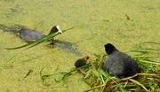 26th Jun 2017 - DSCN2752 coots with young