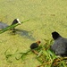 DSCN2752 coots with young by marijbar