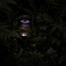 Night Falls in the Garden by gardencat