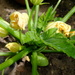 Courgette Flowers by mattjcuk