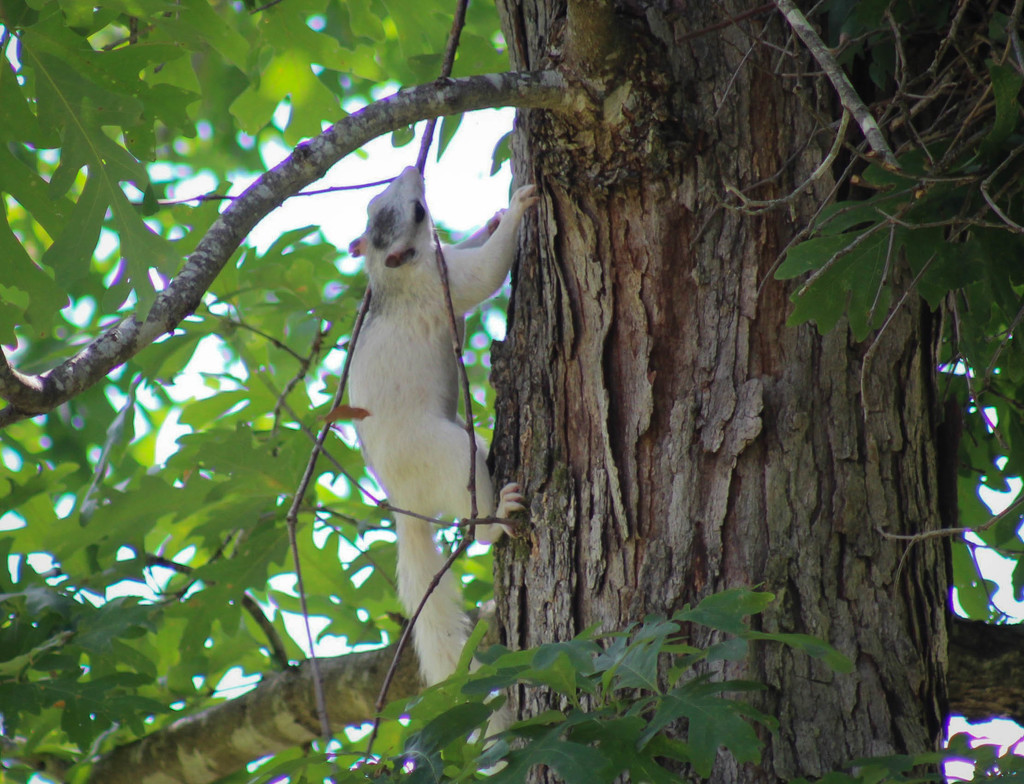 White Squirrel by mittens