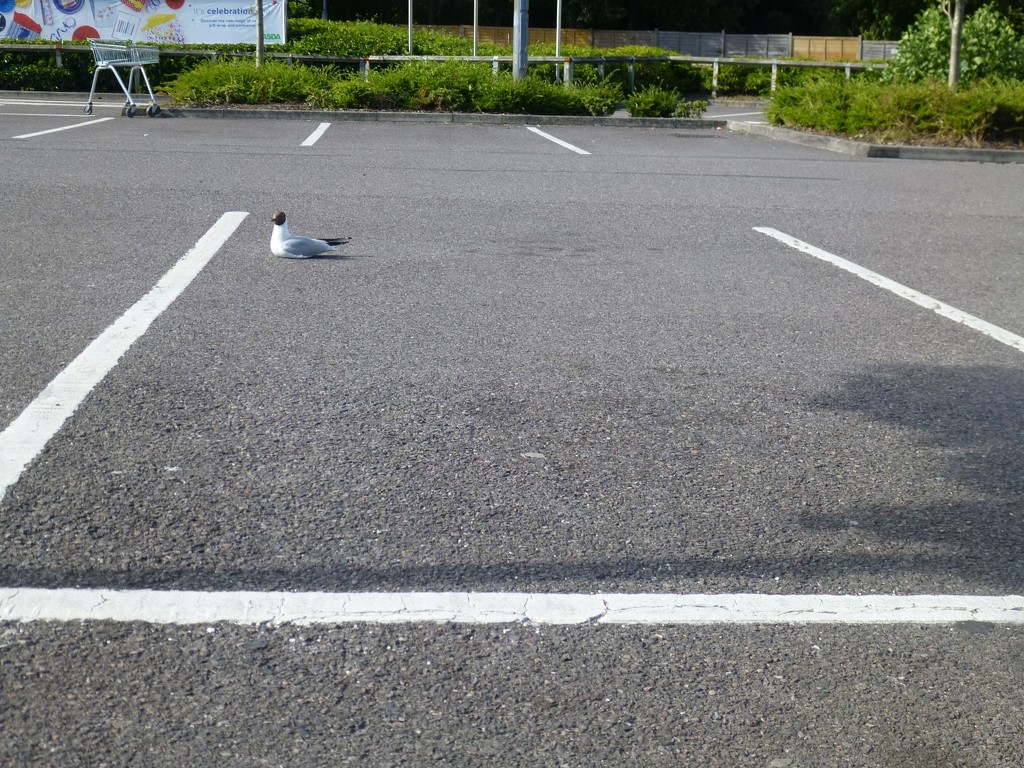 Please Park Your Seagull Between the Lines by 30pics4jackiesdiamond