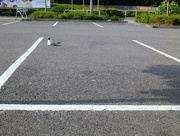 26th Jun 2017 - Please Park Your Seagull Between the Lines
