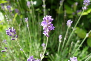 26th Jun 2017 - ‘As Rosemary is to the Spirit, so Lavender is to the Soul