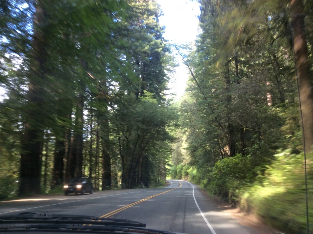 Redwood forest  by pandorasecho