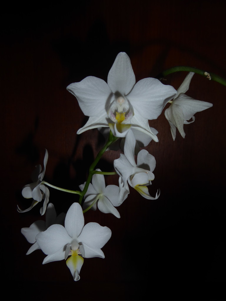 One of my orchids by chimfa