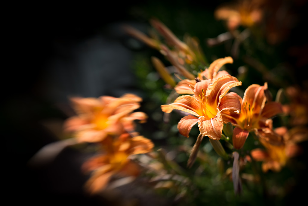 Day-Lily - Lensbaby Style... by vignouse