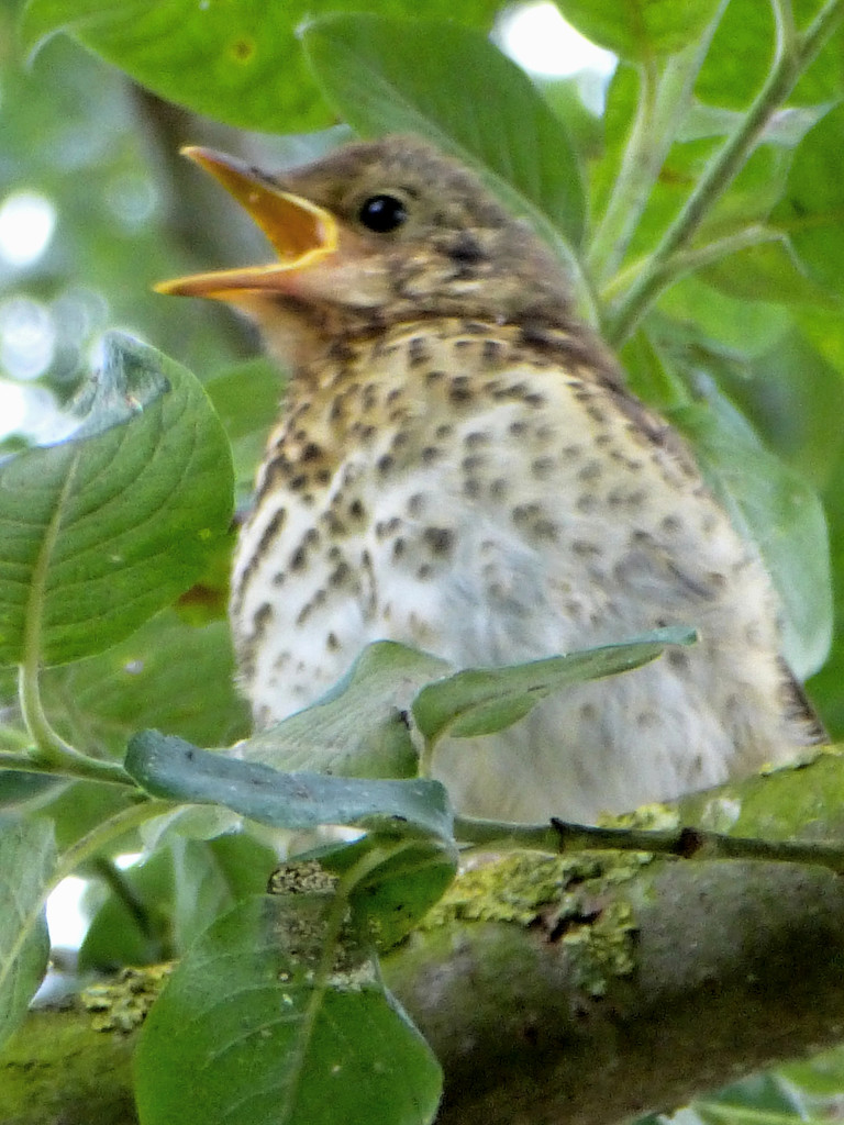 Young song thrush singing in the garden.... by snowy