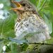 Young song thrush singing in the garden.... by snowy
