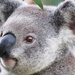 bright eyes by koalagardens