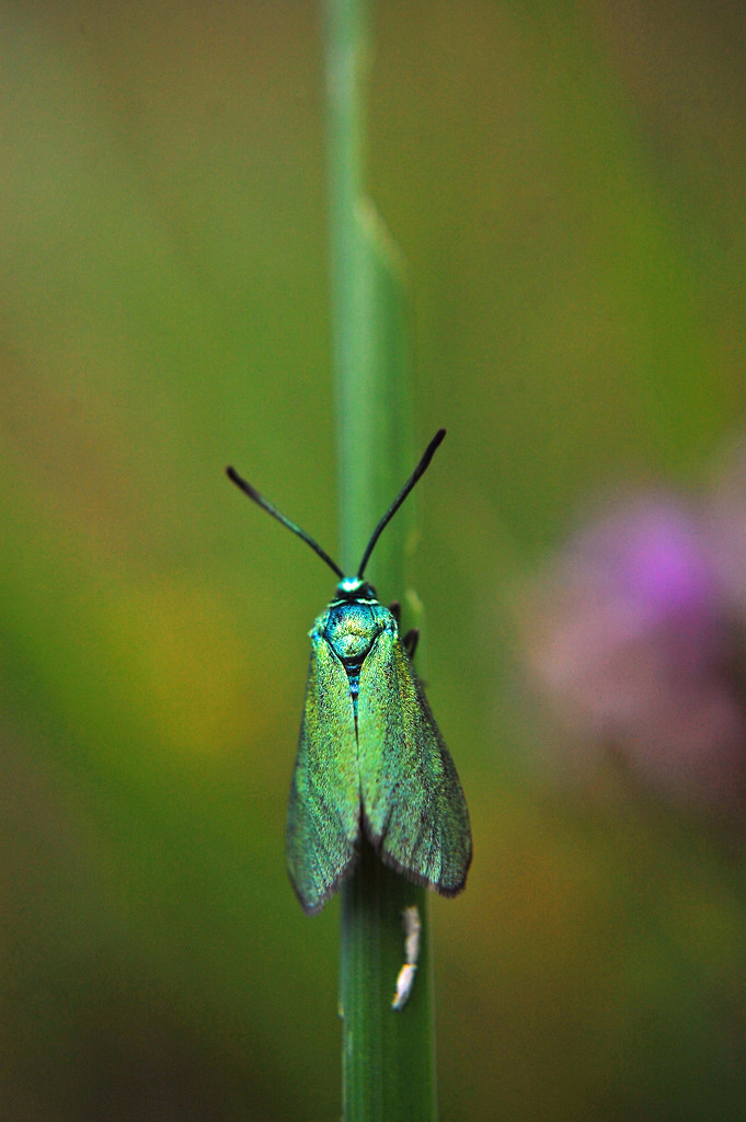 Forester Moth by fbailey